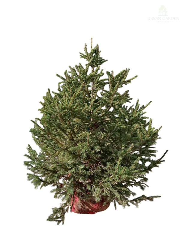 Novogodišnja jelka u busenu