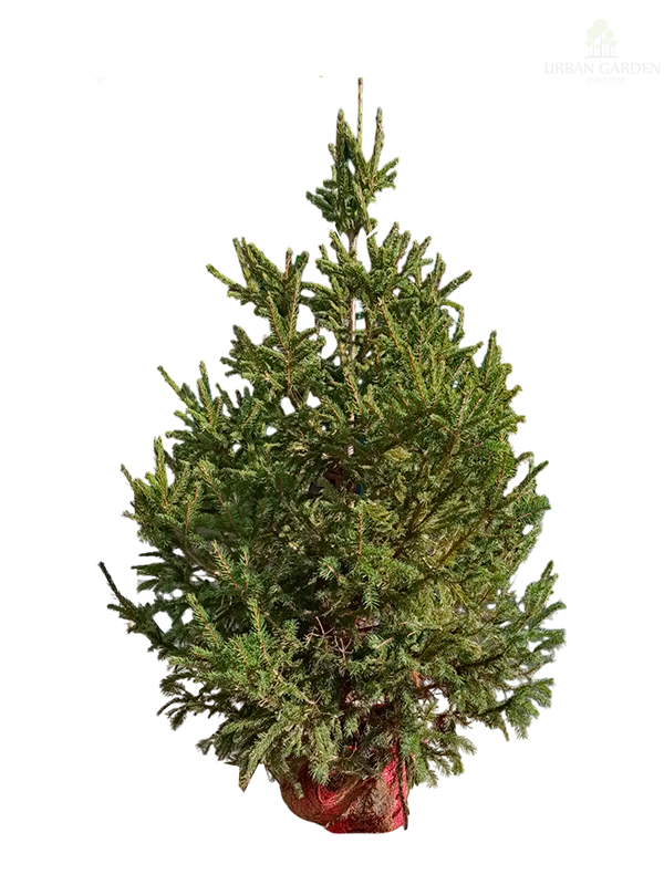 Novogodišnja jelka u busenu