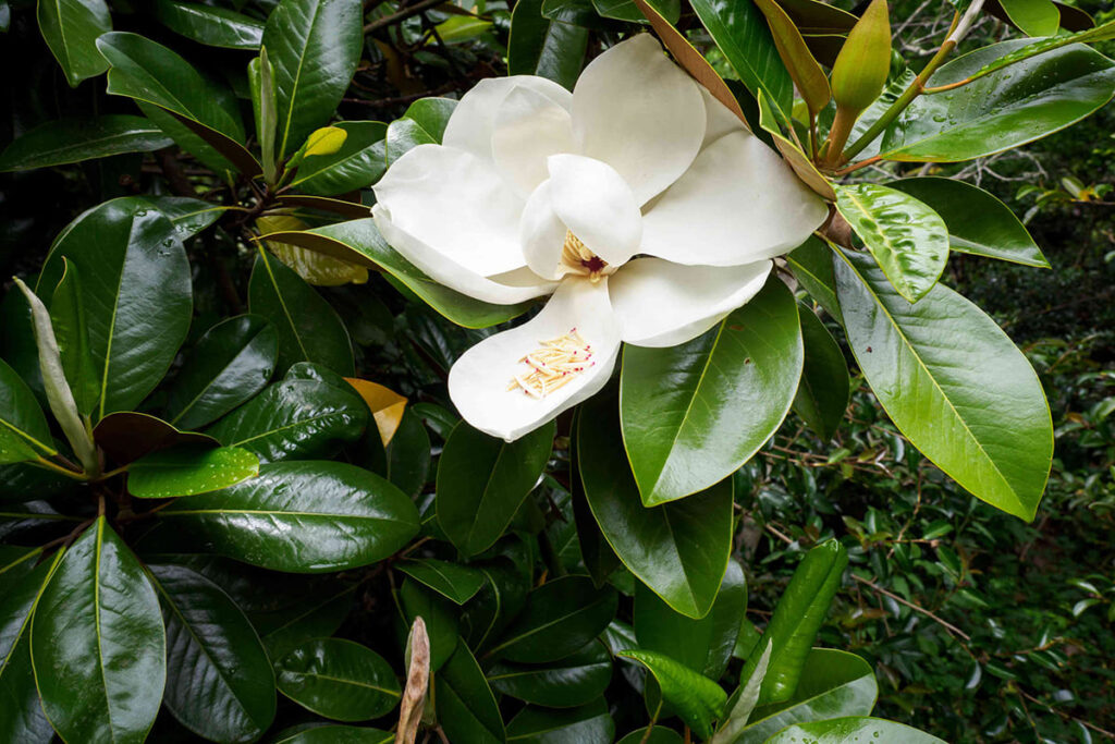 Magnolija