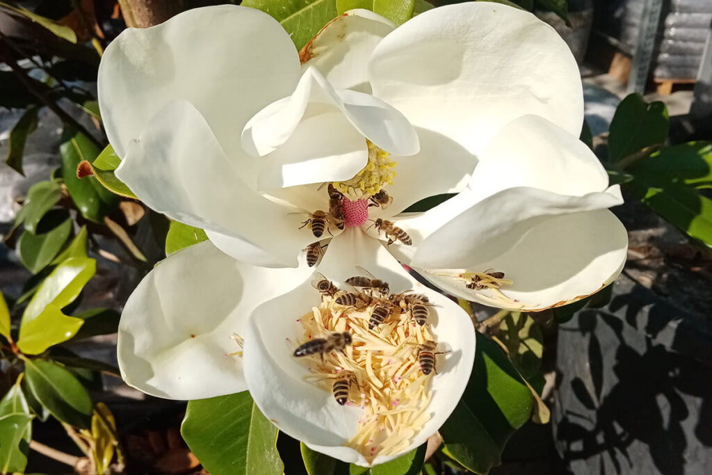 Magnolia grandiflora