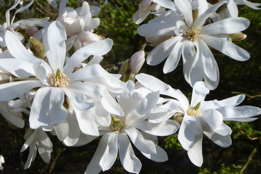 Magnolia stellata