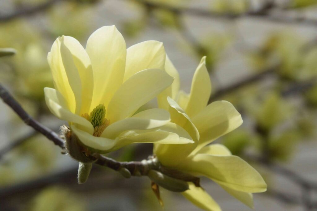 Magnolija Yellow river