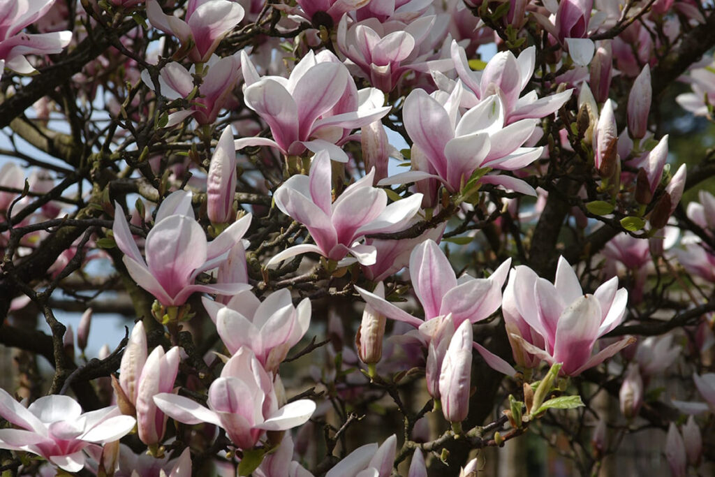 Magnolia x soulangeana