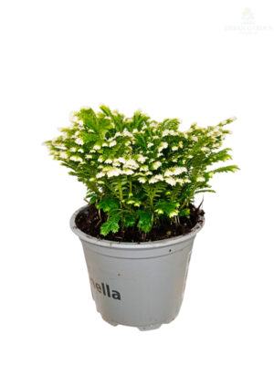 Selaginella martensii