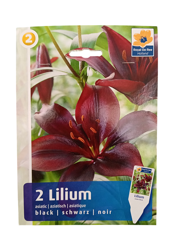 Ljiljan Asiatic Black