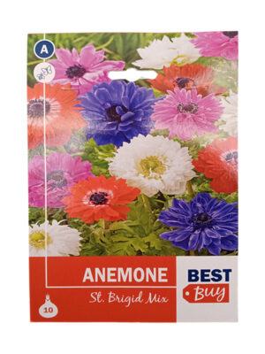 Anemone St. Brigid