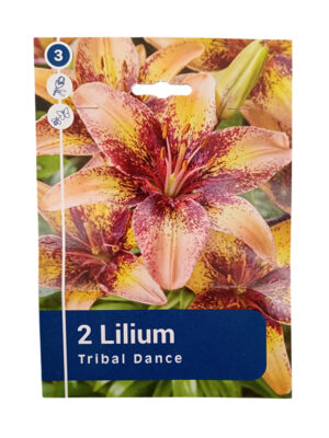 Ljiljan Asiatic Tribal Dance