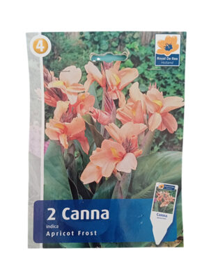 Kana Apricot frost