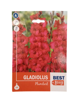 Gladiola Plumtart