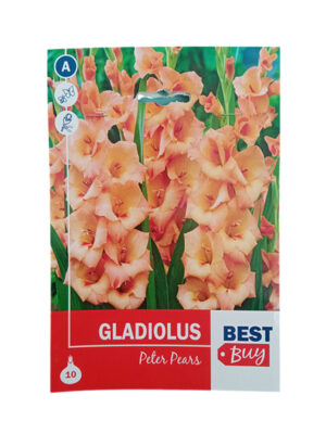 Gladiola Peter Pears