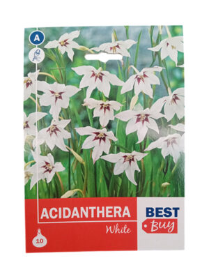 Acidanthera bela
