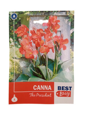 Kana Picasso The President