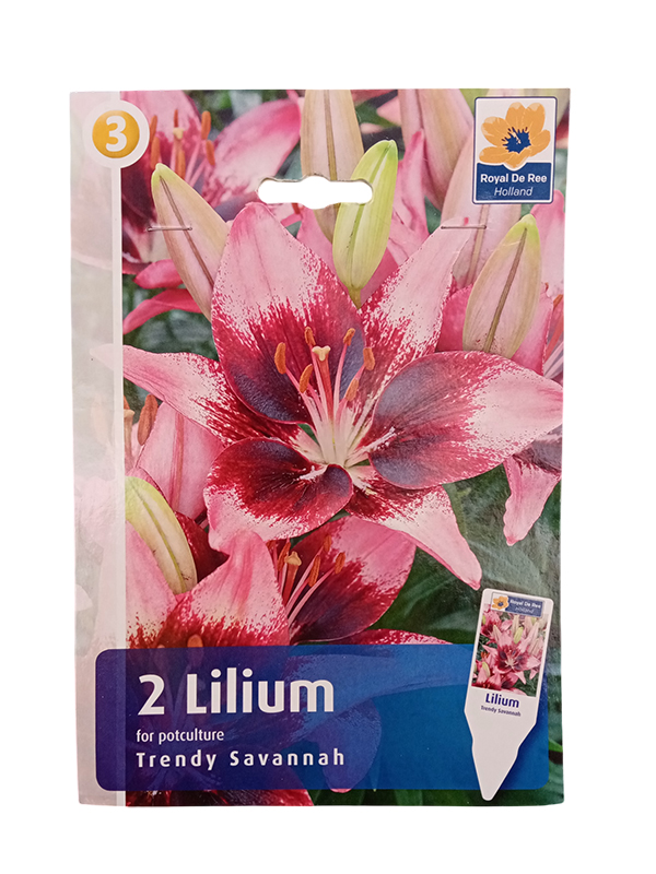 Ljiljan Asiatic Trendy Savannah