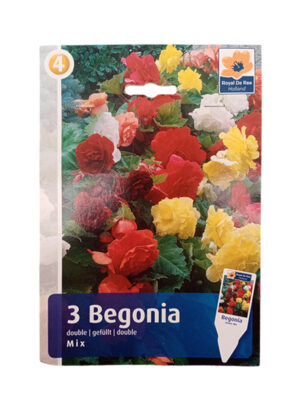 Begonija Double Mixture