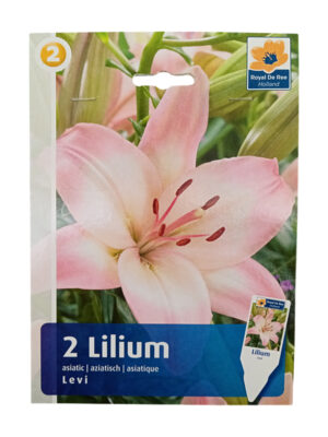 Ljiljan Asiatic Levi