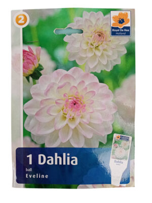 Dalija Ball Eveline