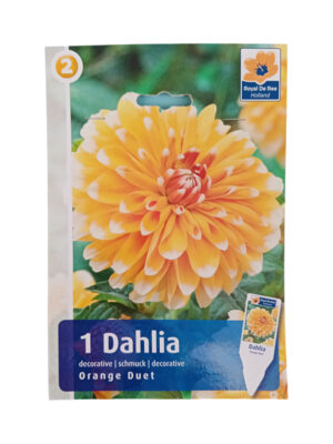 Dalija Orange Duet