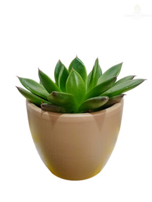 Sukulente u keramičkoj saksiji