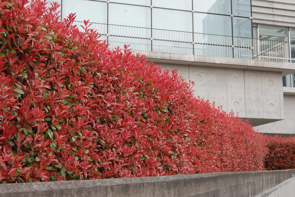 Fotinija živa ograda