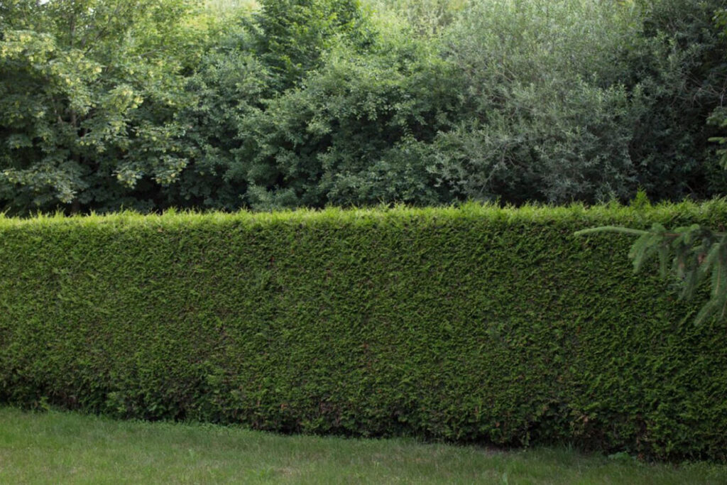 Lejlandi živa ograda