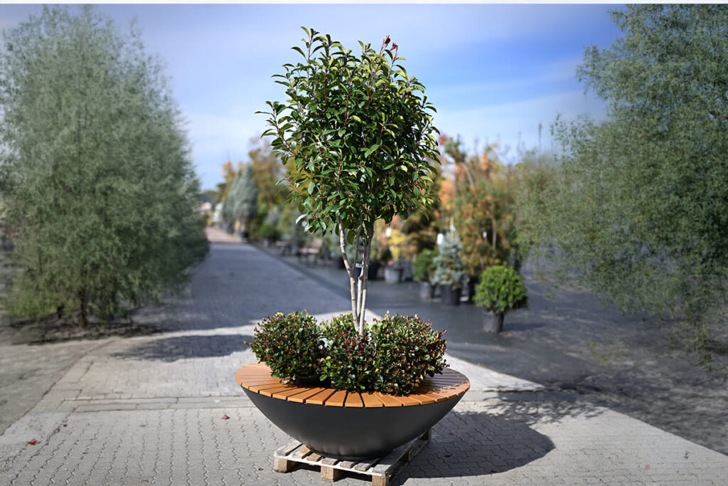 fotinija u dvorištu