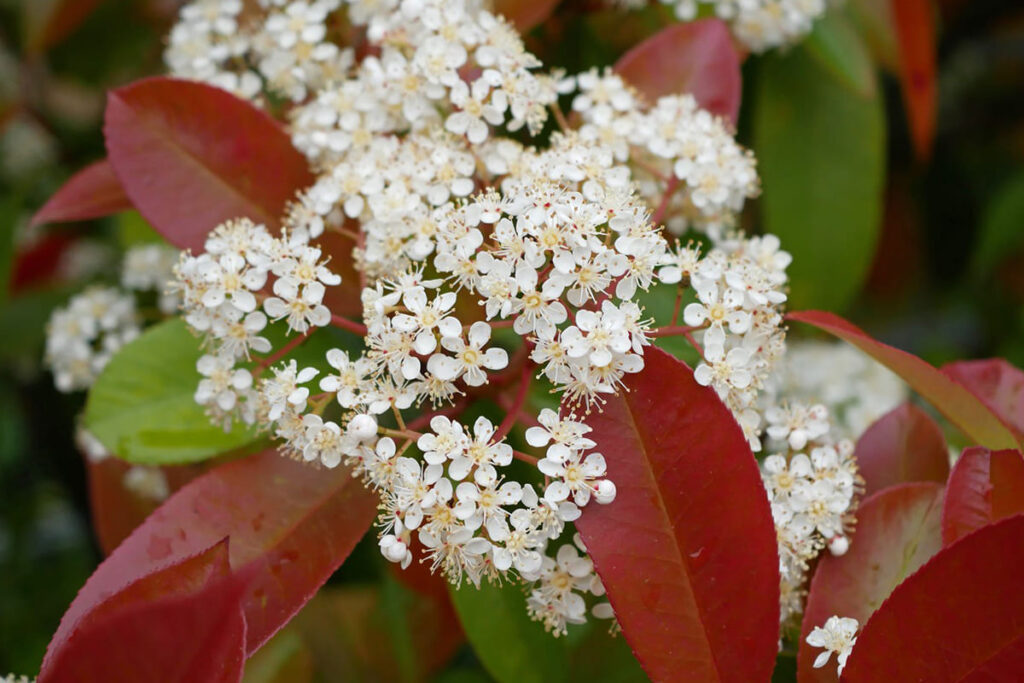 Fotinija sa crvenim listovima