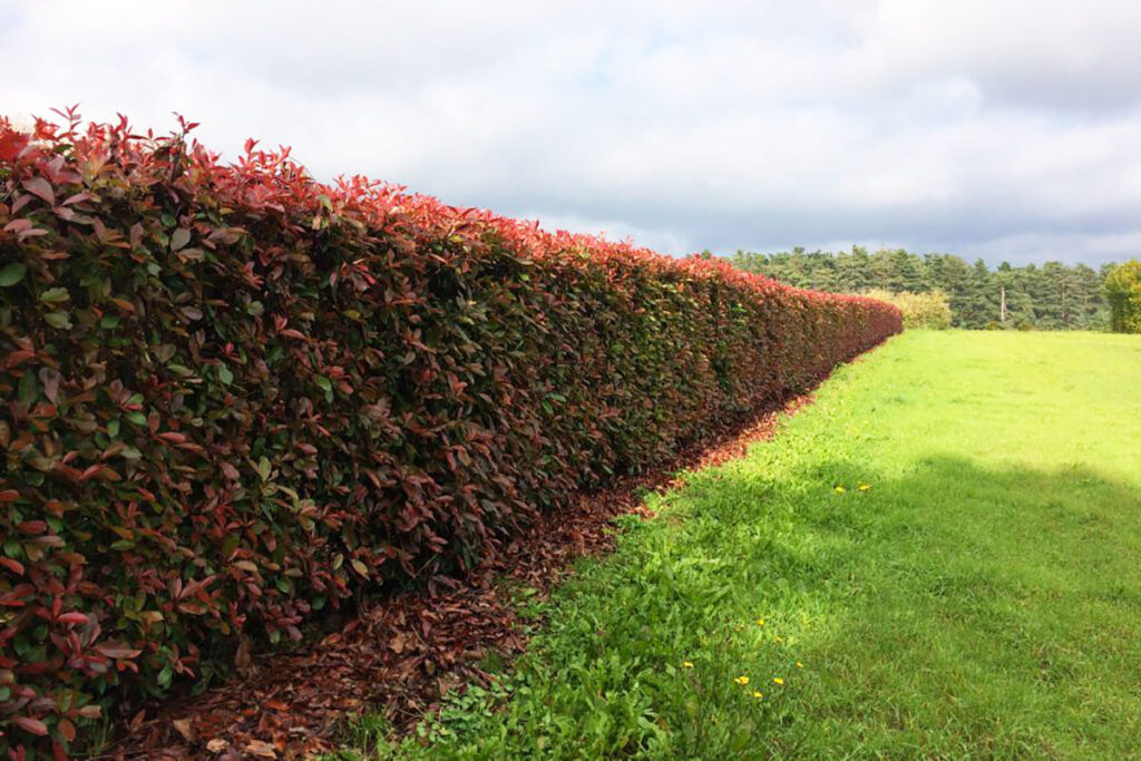fotinija živa ograda