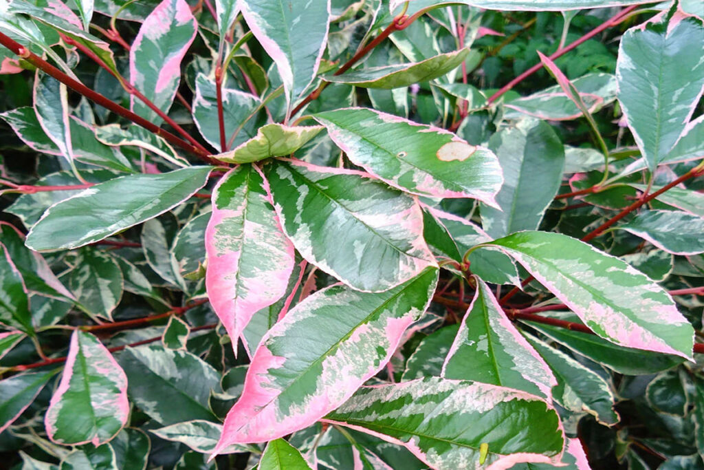 Nega  i orezivanje fotinije