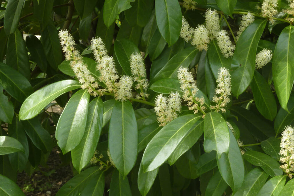 lovor visnja cvetanje