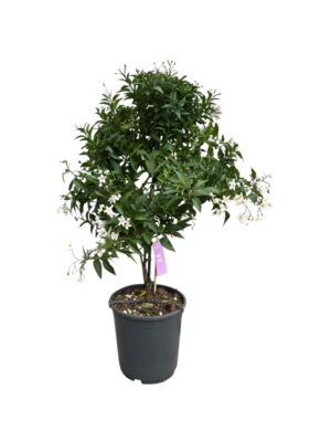 Solanum/Encijan