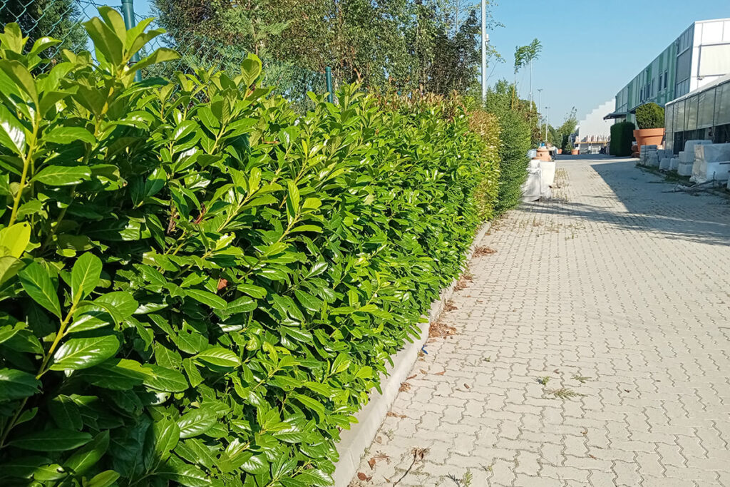 ziva ograda lovor visnja