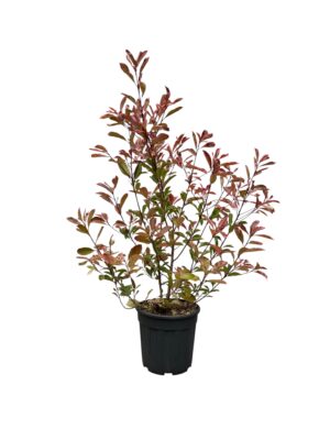 Fotinija 'Pink Marble'