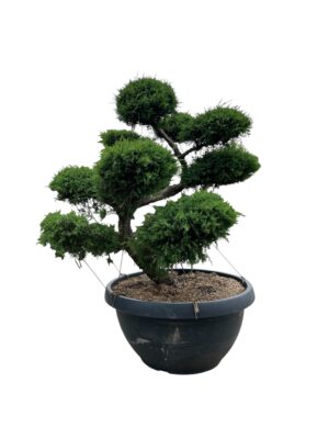 Juniperus bonsai