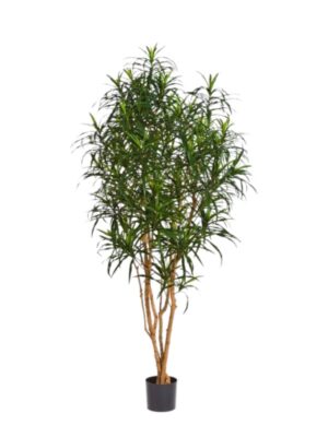 Veštačka Dracena 'Anita'