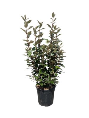 Eleagnus