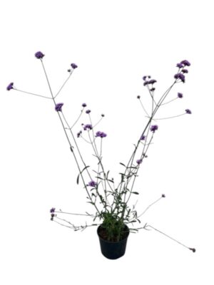 Verbena bonariensis