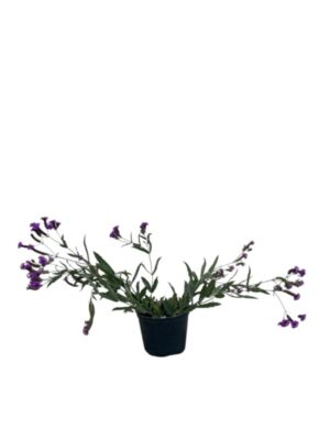 Verbena rigida